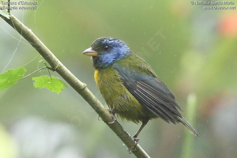 Moss-backed Tanageradult, identification