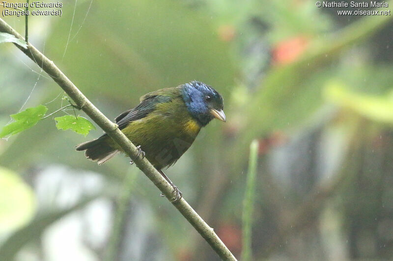 Tangara d'Edwardsadulte, identification