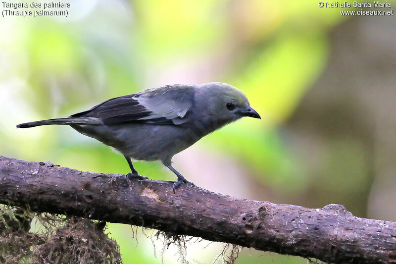 Tangara des palmiersadulte, identification