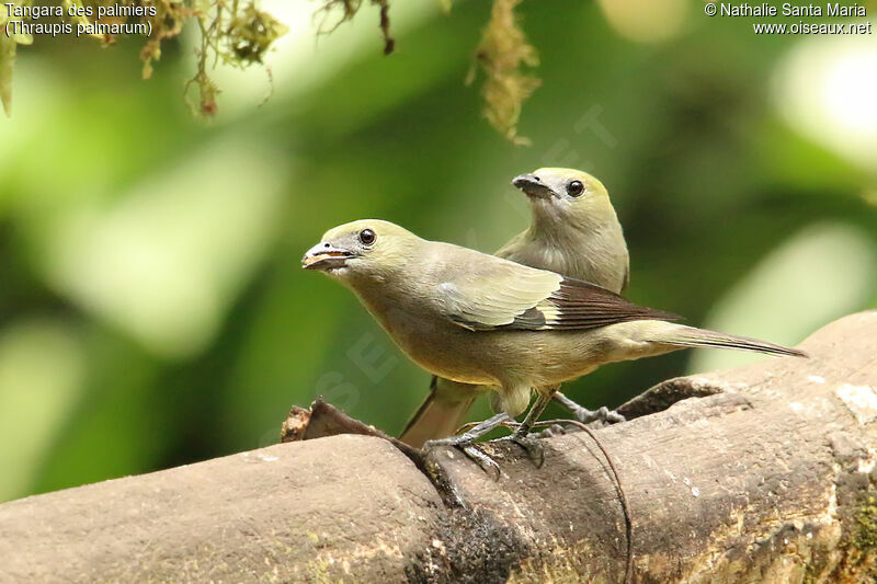 Tangara des palmiersadulte, identification