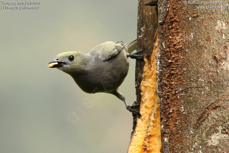 Tangara des palmiersadulte, identification, régime, mange