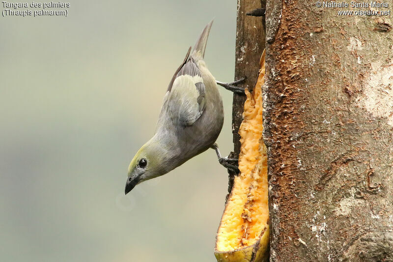 Tangara des palmiersadulte, identification, régime