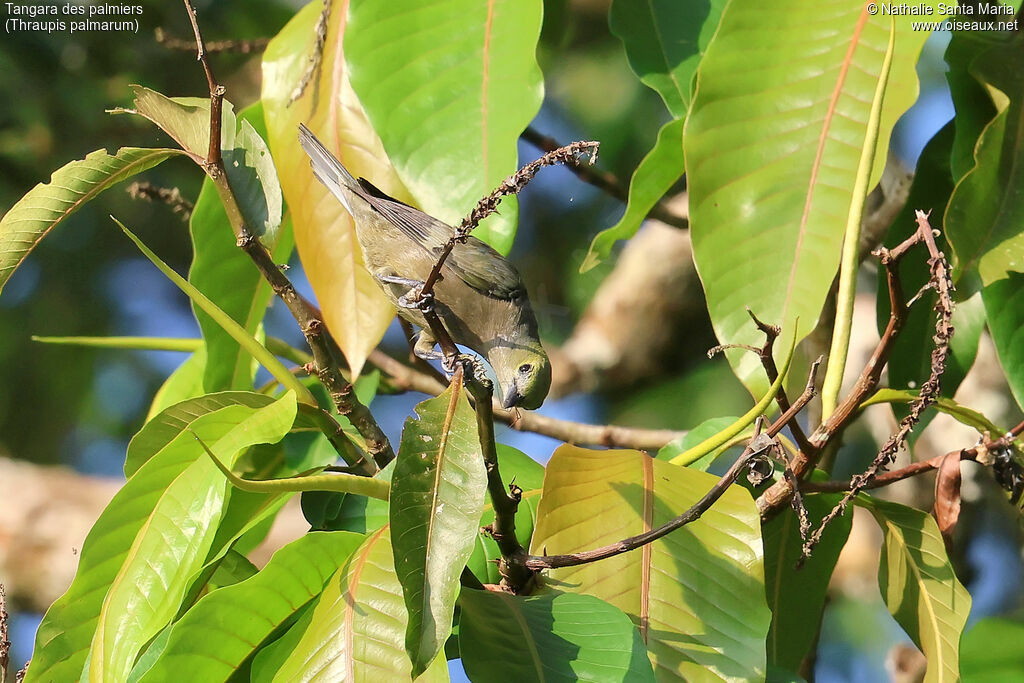 Tangara des palmiersadulte, identification, régime, mange