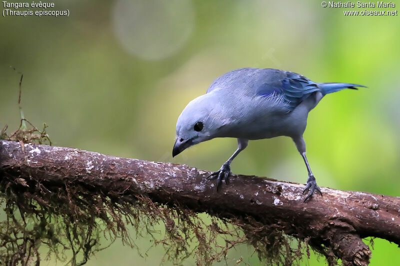 Blue-grey Tanageradult, identification