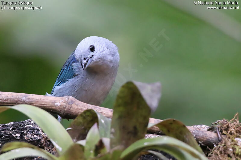 Tangara évêqueadulte, identification