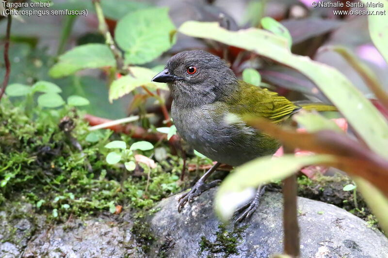 Dusky Chlorospingusadult, identification