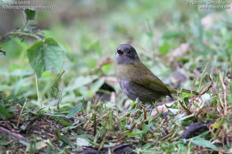 Tangara ombréimmature, identification