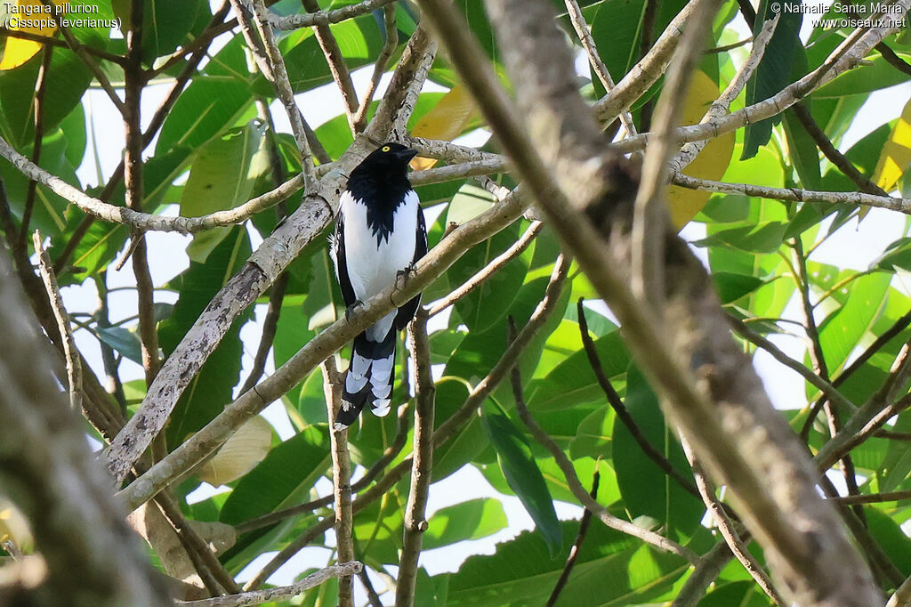 Magpie Tanager