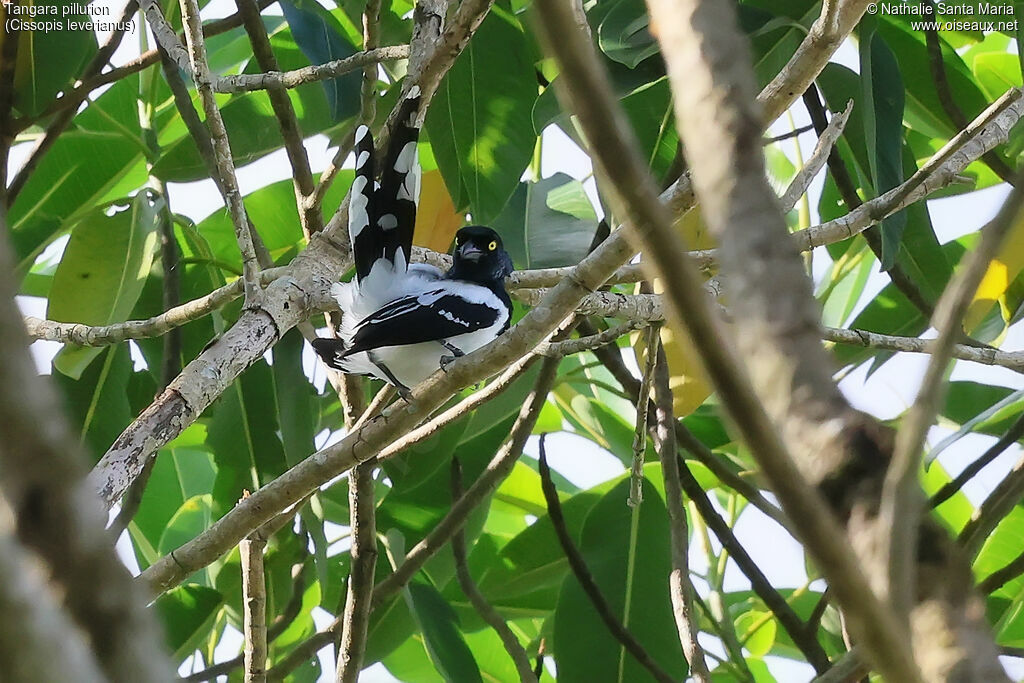 Magpie Tanager