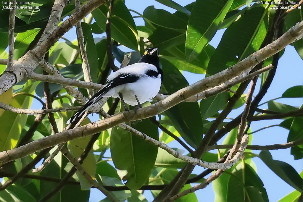 Magpie Tanager
