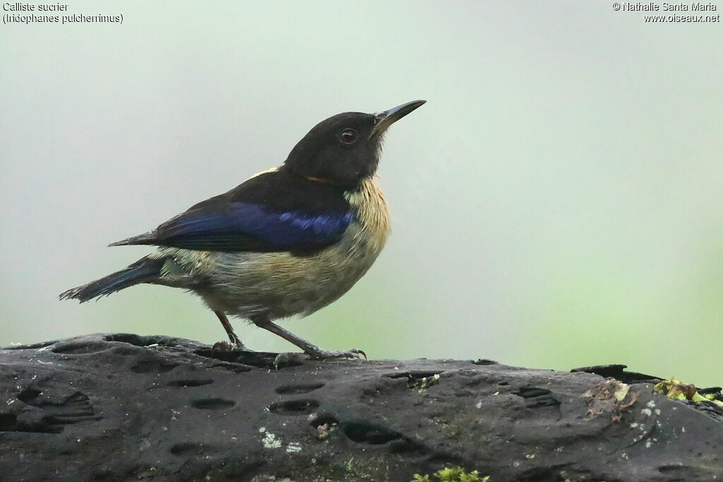 Tangara sucrier