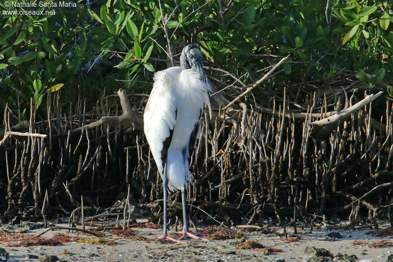 Wood Storkadult, identification