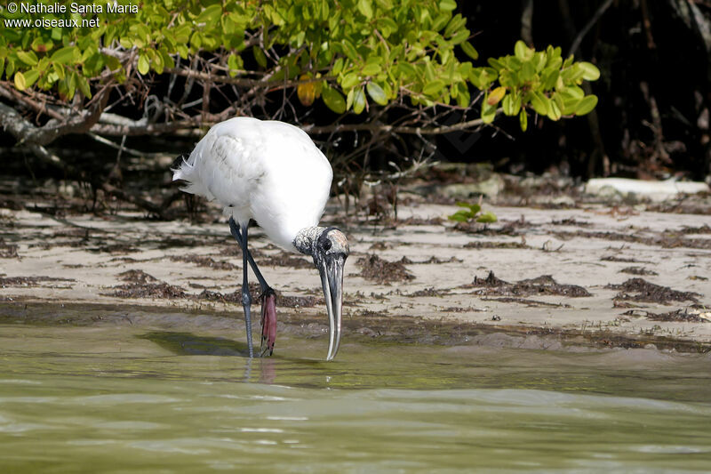 Wood Storkadult, identification, walking