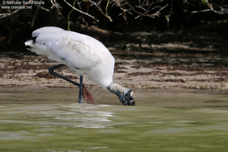 Wood Storkadult, identification, walking, fishing/hunting