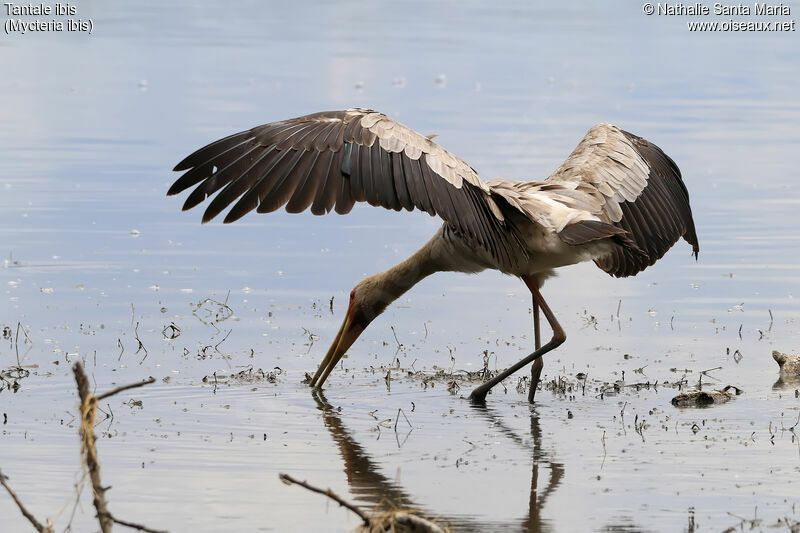 Yellow-billed Storkimmature, identification, habitat, fishing/hunting