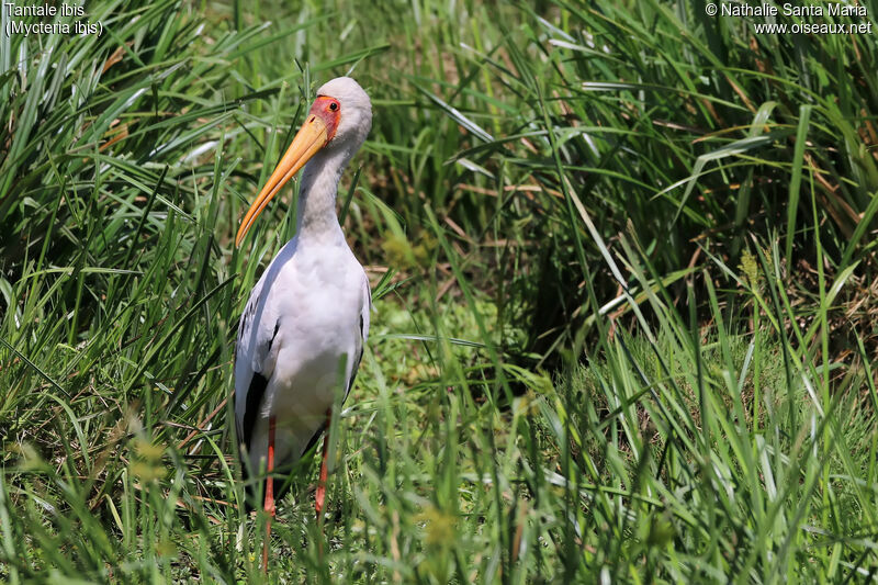 Yellow-billed Storkadult, identification, habitat