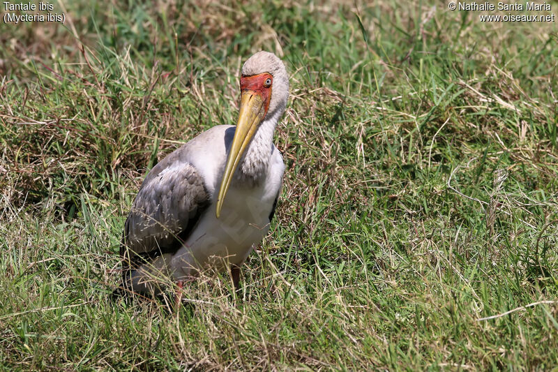 Yellow-billed Storkjuvenile, identification, habitat