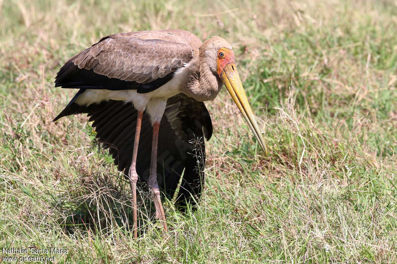 Yellow-billed Storkjuvenile, identification