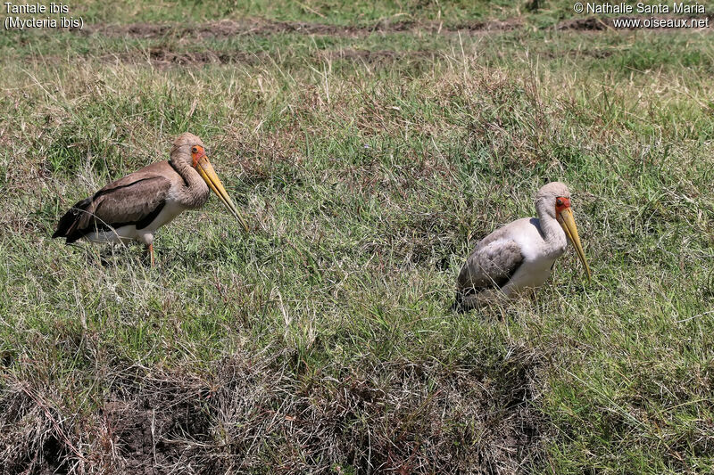 Yellow-billed Storkjuvenile, identification, habitat