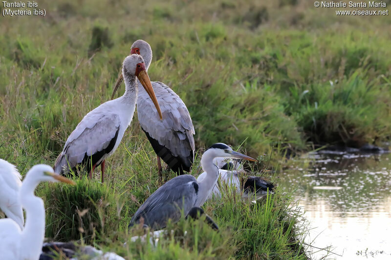 Tantale ibissubadulte, identification, habitat