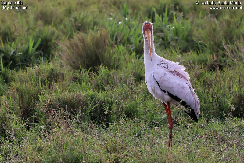 Yellow-billed Storkadult breeding, identification, habitat