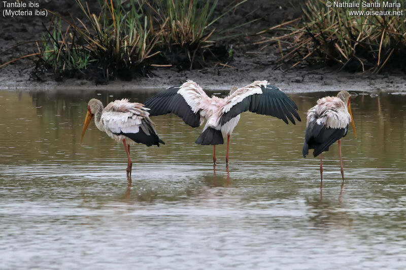 Tantale ibisadulte nuptial, habitat