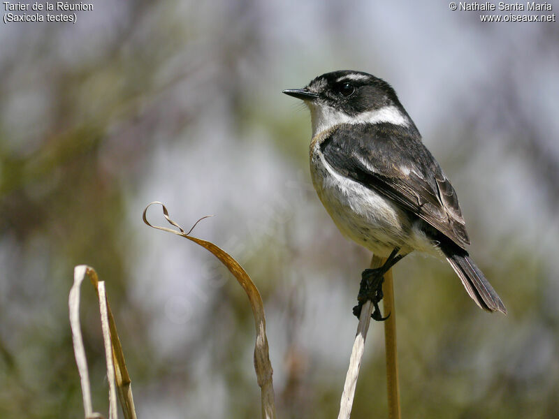 Reunion Stonechat male adult breeding, identification, aspect, Behaviour