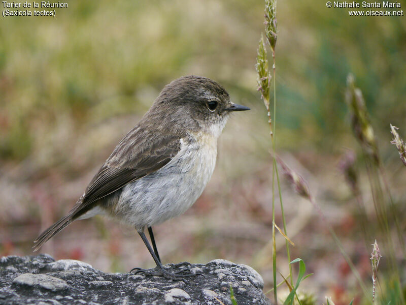 Reunion Stonechatadult, identification, Behaviour