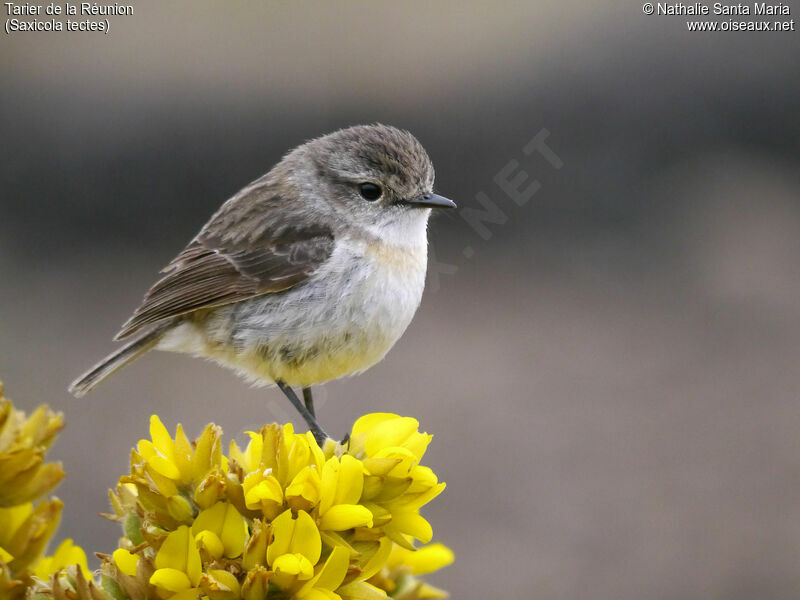 Reunion Stonechatadult, identification, Behaviour