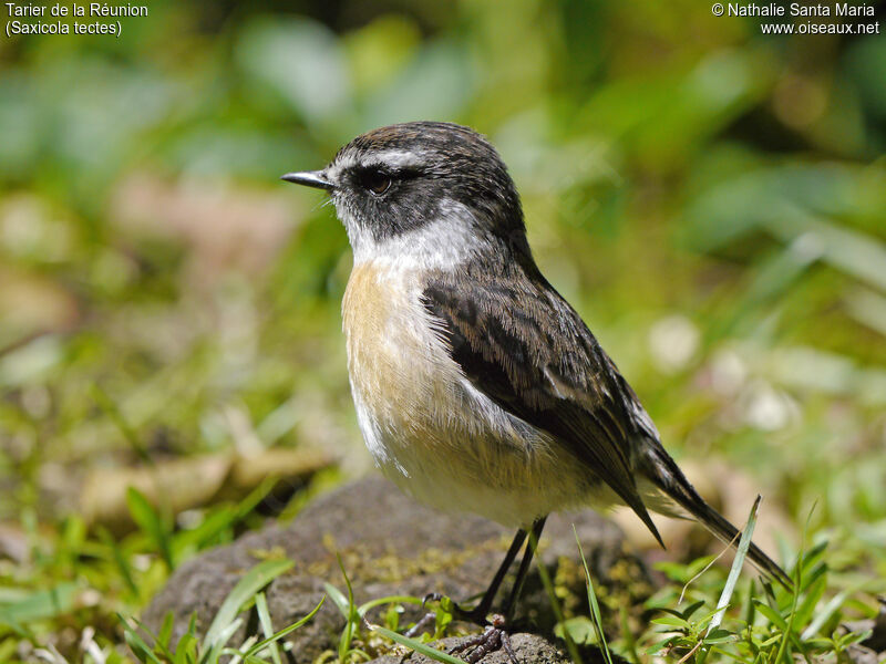 Reunion Stonechat male adult breeding, identification, close-up portrait, habitat, Behaviour