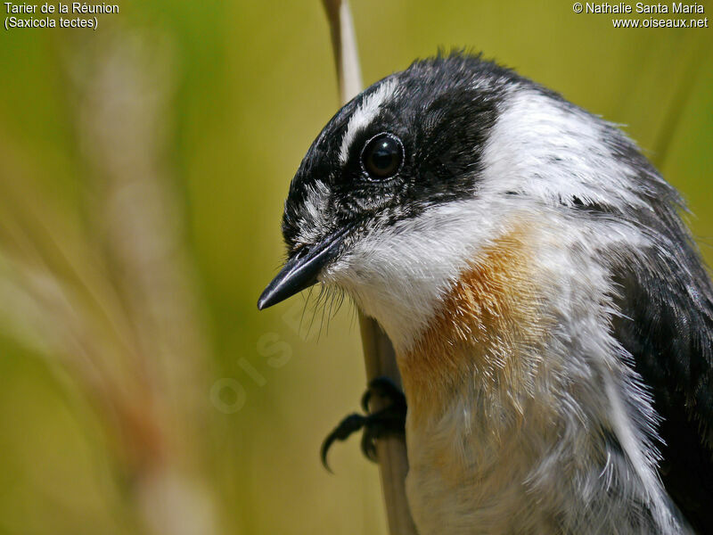 Reunion Stonechat male adult breeding, identification, close-up portrait, aspect, Behaviour