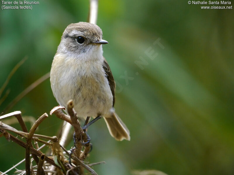 Reunion Stonechatadult, identification, Behaviour