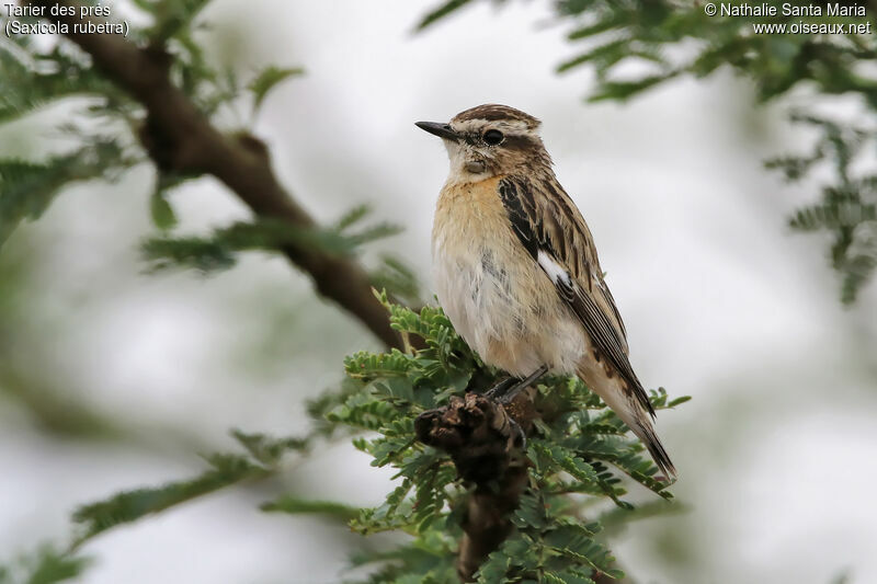 Whinchat male adult post breeding, identification, habitat