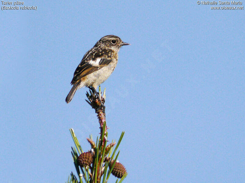 Tarier pâtrejuvénile, identification, Comportement