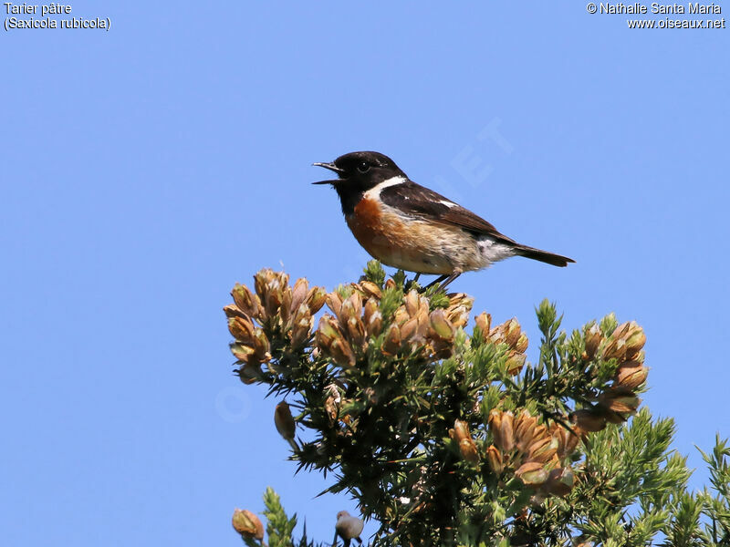 European Stonechat male adult breeding, identification, song