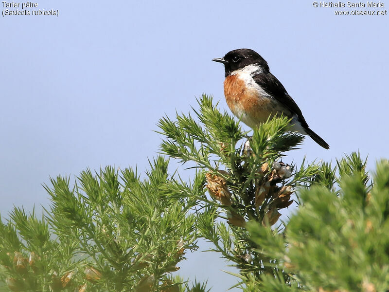 European Stonechat male adult breeding, identification, habitat, Behaviour