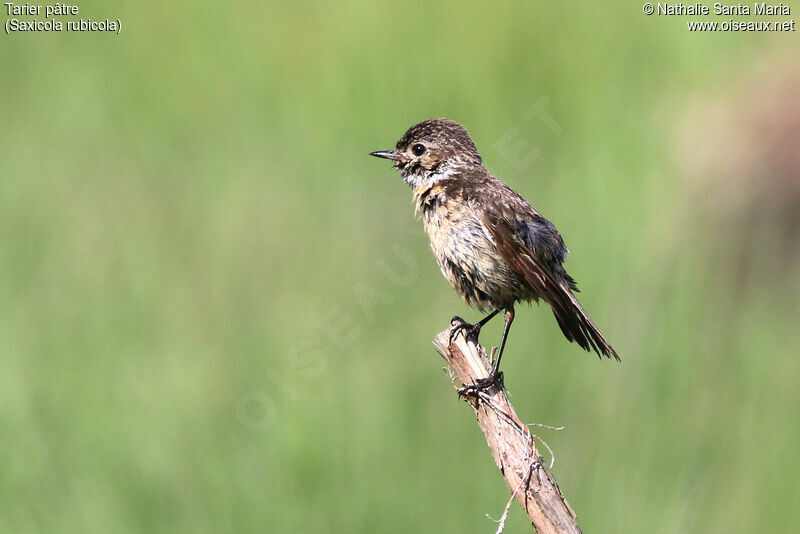 European Stonechatjuvenile, identification, care, Behaviour