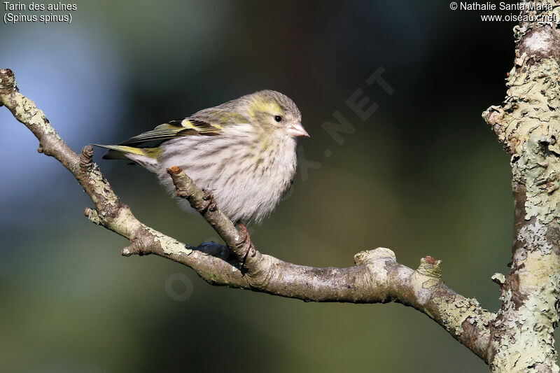 Tarin des aulnes femelle adulte, identification