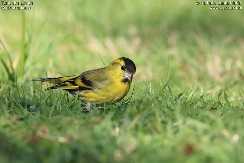 Eurasian Siskin male adult, identification