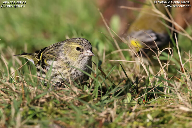 Eurasian Siskin female adult, identification