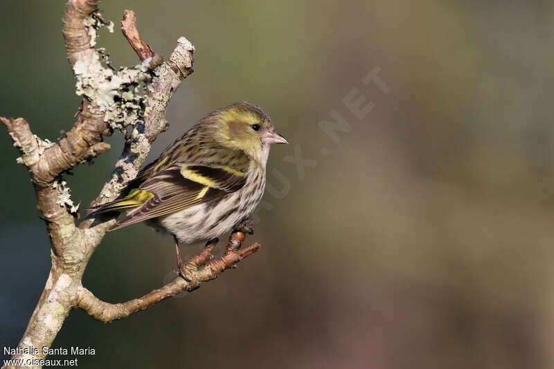 Tarin des aulnes femelle adulte, identification