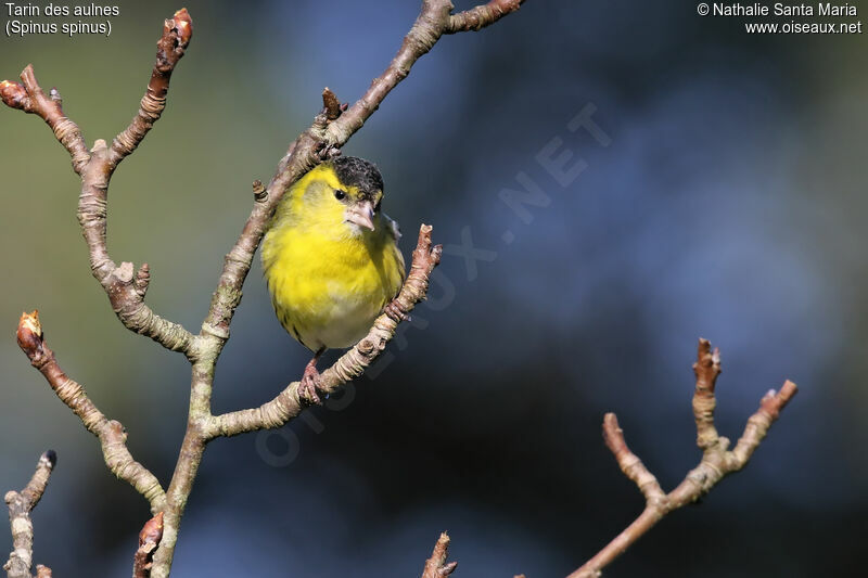 Eurasian Siskin male adult, identification