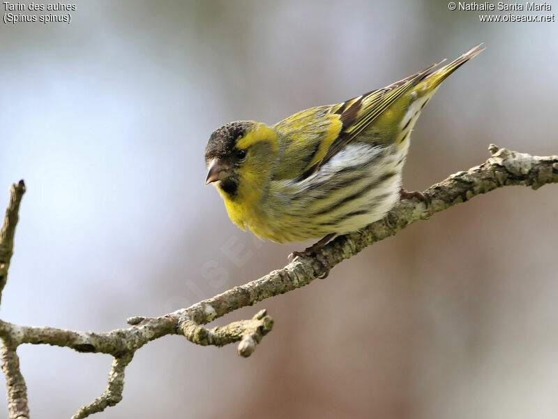 Eurasian Siskin male adult, identification, Behaviour