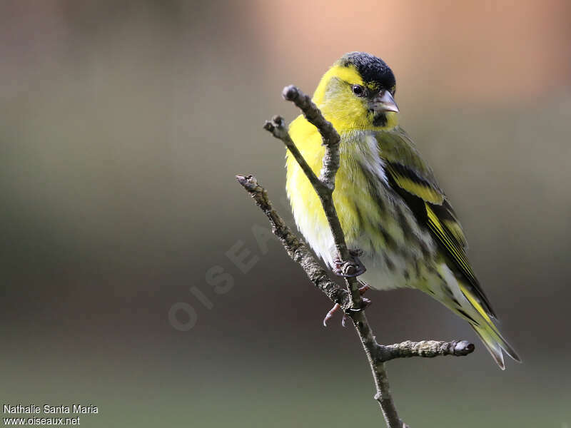 Eurasian Siskin male adult breeding, identification, Behaviour