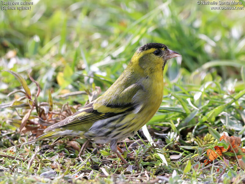 Eurasian Siskin male adult, identification, walking, Behaviour