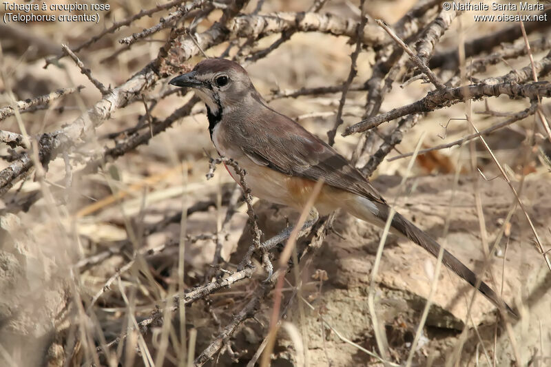 Rosy-patched Bushshrike female adult, identification, habitat