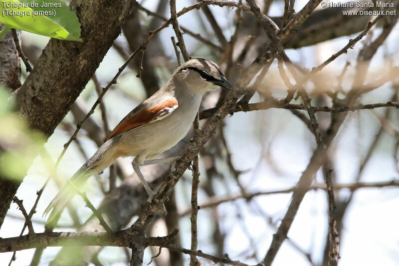 Three-streaked Tchagraadult, identification