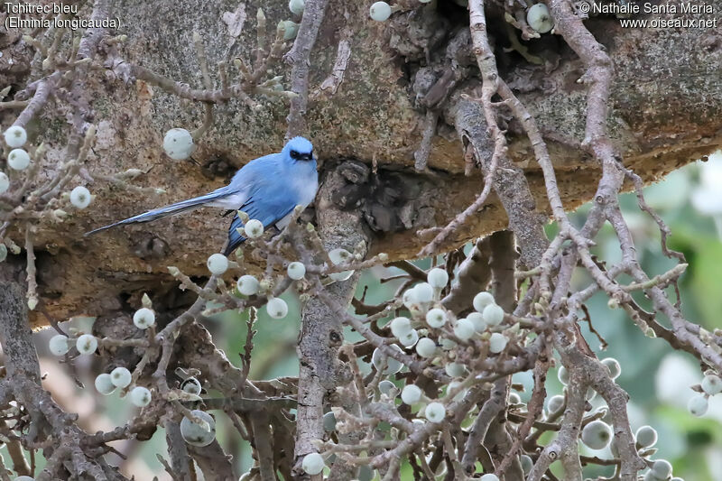 Tchitrec bleuadulte, habitat, Comportement