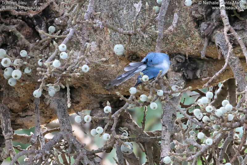 Tchitrec bleuadulte, identification, habitat, soins