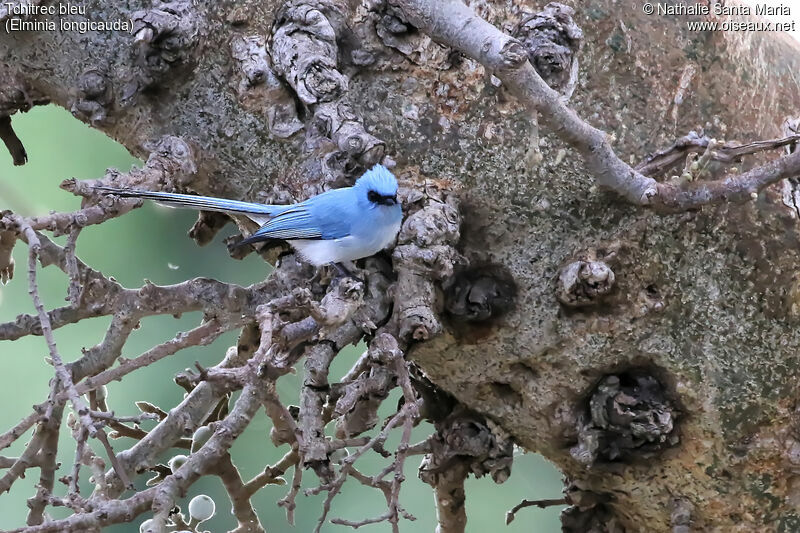 Tchitrec bleuadulte, identification, habitat, Comportement